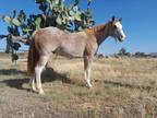 WRANGLER â 2011 GRADE Quarter Horse Red Roan Gelding! Go to