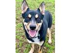 Adopt Nash a Shepherd, Husky