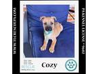 Adopt Cozy 042724 a Labrador Retriever