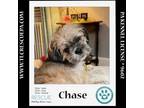 Adopt Chase 042724 a Shih Tzu