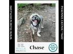 Adopt Chase 042724 a Lhasa Apso