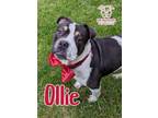 Adopt Ollie a Bull Terrier