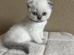 Scottish Fold Blue Point Girl