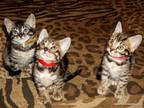 Very Cute Bengal Girls Available