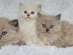 Callies's Kittens