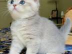 Chanel Gorgeous Scottish Fold Female Kitten