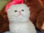 Cesar Adorable Scottish Fold Folded Male Kitten