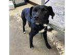 Adopt Baker 21-0105 a Labrador Retriever