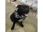 Adopt Hoss 21-0031 a Black Labrador Retriever