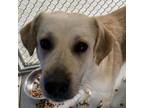 Adopt Digger 21-0235 a Labrador Retriever