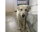 Adopt Mckinley 21-0284 a Labrador Retriever