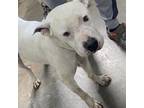 Adopt Noah 21-0329 a Labrador Retriever
