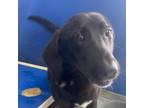 Adopt Lee Lee 21-0152 a Black Labrador Retriever, Mixed Breed
