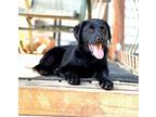 Adopt Maxwell a Labrador Retriever