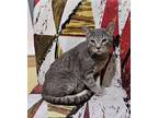 Adopt Grey Boy a Tabby