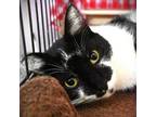 Adopt Rex a Domestic Short Hair