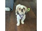 Adopt Beau a Shih Tzu