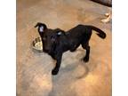 Adopt Trevor Spengler A401 a Labrador Retriever, German Shepherd Dog