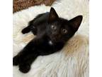 Adopt David Hisslehoff a Domestic Short Hair