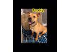 Adopt buddy a Labrador Retriever, Pit Bull Terrier