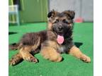 Adopt Simba a German Shepherd Dog