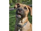 Adopt Noah a Shepherd, Mastiff