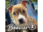Adopt Boomer Rushin a Pit Bull Terrier, Mixed Breed