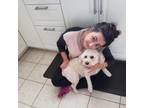 Experienced and Reliable Pet Sitter in Burlington, Ontario - $22/hr