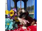 Shih Tzu Puppy for sale in Arcola, IL, USA