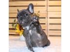 French Bulldog Puppy for sale in Roseville, MI, USA