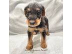Airedale Terrier Puppy for sale in Crawfordsville, IN, USA