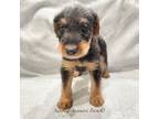 AKC Stripe Collar Male