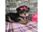 Yorkshire Terrier Puppy for sale in South Whitley, IN, USA