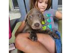 Labrador Retriever Puppy for sale in Longwood, FL, USA