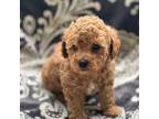 Poodle (Toy) Puppy for sale in Independence, MO, USA