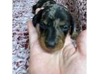 Dachshund Puppy for sale in Kit Carson, CO, USA