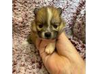 Pomeranian Puppy for sale in Kit Carson, CO, USA