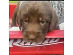 Labradoodle Puppy for sale in Conway, SC, USA