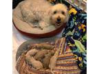 Cavapoo Puppy for sale in Dallas, TX, USA