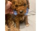 Cavapoo Puppy for sale in Burlington, MA, USA