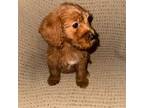 Goldendoodle Puppy for sale in Cibolo, TX, USA