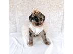 Labradoodle Puppy for sale in Montezuma, GA, USA
