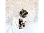 Labradoodle Puppy for sale in Montezuma, GA, USA