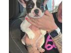 French Bulldog Puppy for sale in Andrews, TX, USA