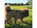 Tibetan Mastiff Puppy for sale in Allen, TX, USA