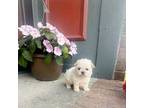 Maltipoo Puppy for sale in Trenton, NC, USA