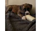 Boxer Puppy for sale in Bowie, MD, USA
