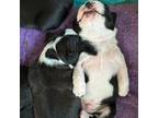 Boston Terrier Puppy for sale in Twin Falls, ID, USA