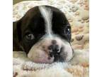 Boston Terrier Puppy for sale in Twin Falls, ID, USA