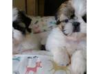 Shih Tzu Puppy for sale in Sudbury, MA, USA